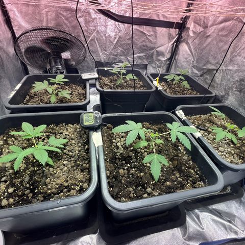 Biscotti growlog photo: Topping 