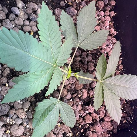 Biscotti growlog photo: Topping 