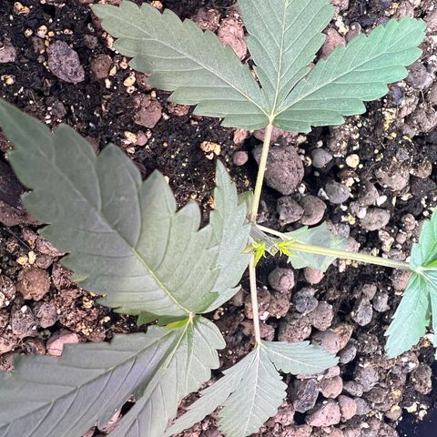 Biscotti growlog photo: Topping 