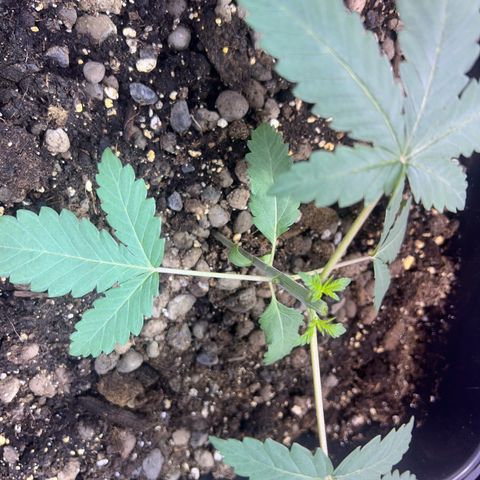 Biscotti growlog photo: Topping 