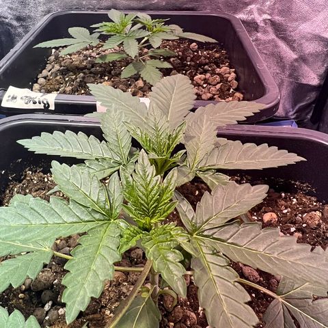 Biscotti growlog timeline photo