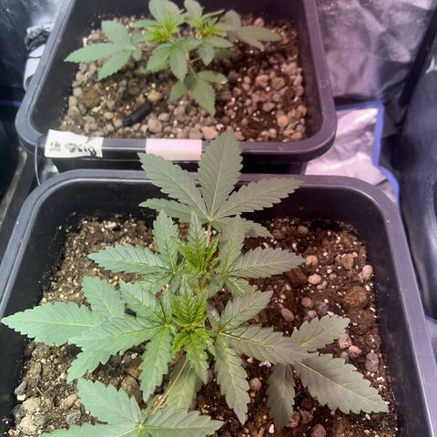 Biscotti growlog timeline photo