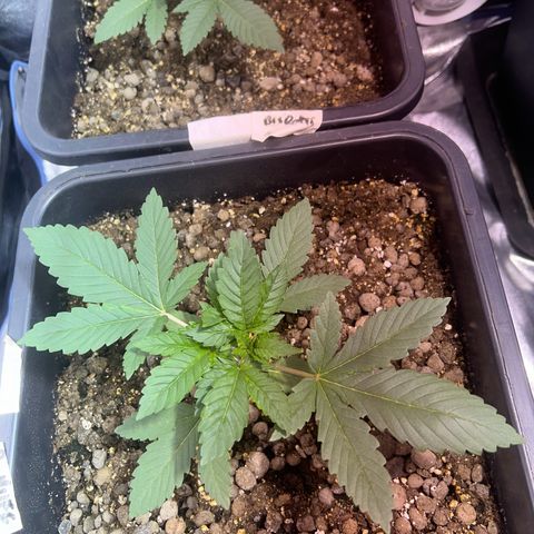 Biscotti growlog timeline photo