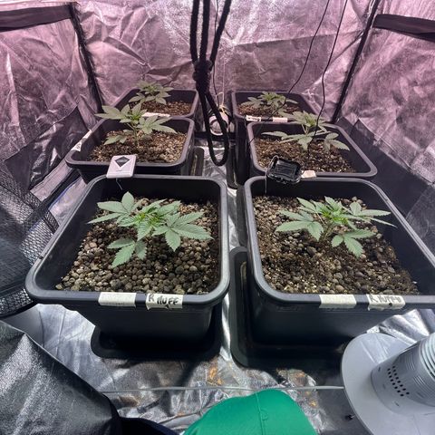 Biscotti growlog timeline photo