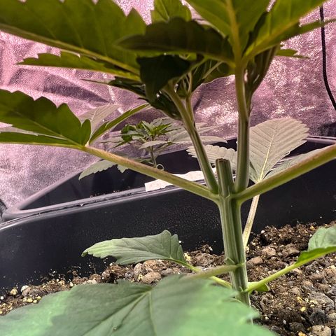 Biscotti growlog timeline photo