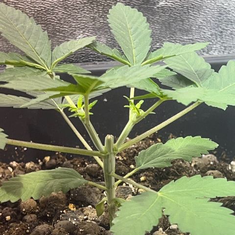 Biscotti growlog timeline photo
