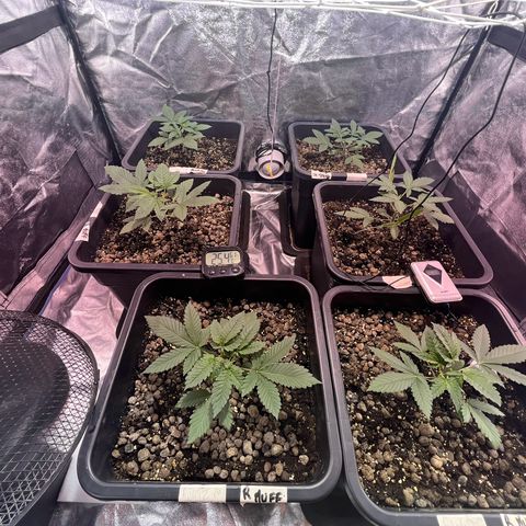 Biscotti growlog timeline photo