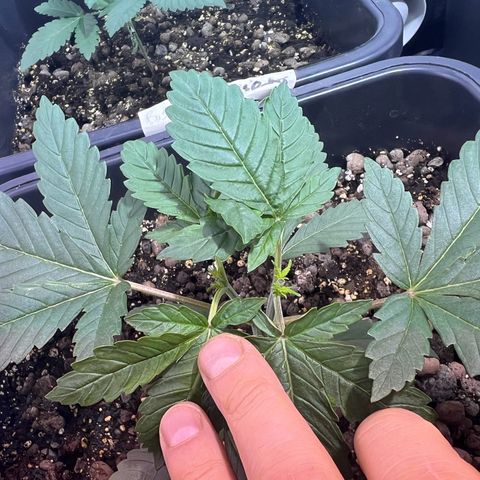 Biscotti growlog timeline photo