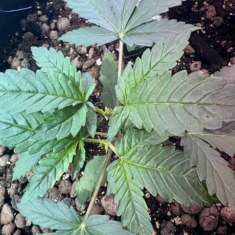 Biscotti growlog timeline photo