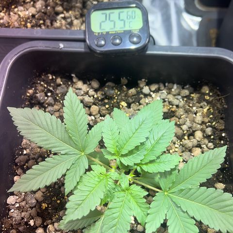 Biscotti growlog timeline photo