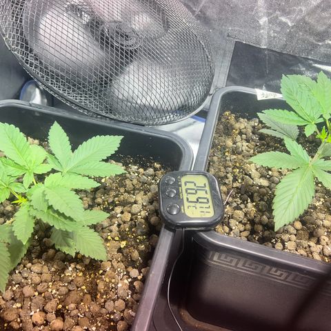 Biscotti growlog timeline photo
