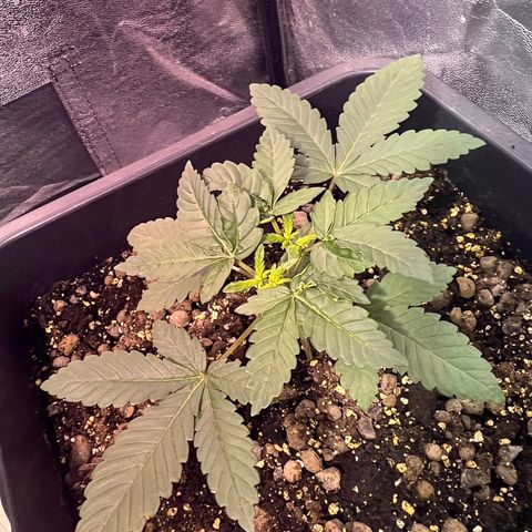 Biscotti growlog timeline photo