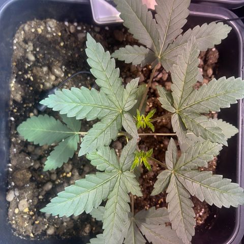 Biscotti growlog timeline photo