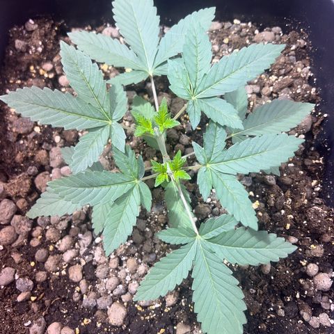 Biscotti growlog timeline photo