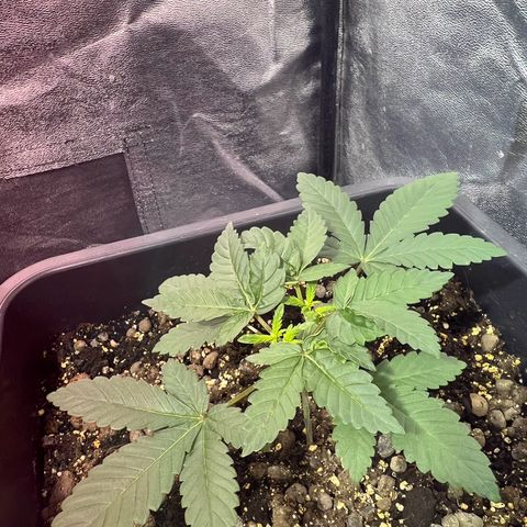 Biscotti growlog timeline photo