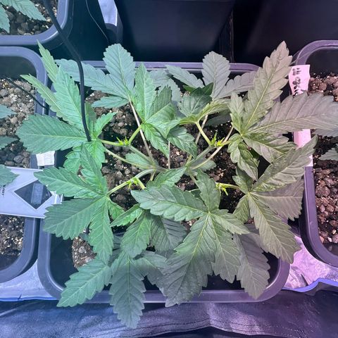 Biscotti growlog timeline photo