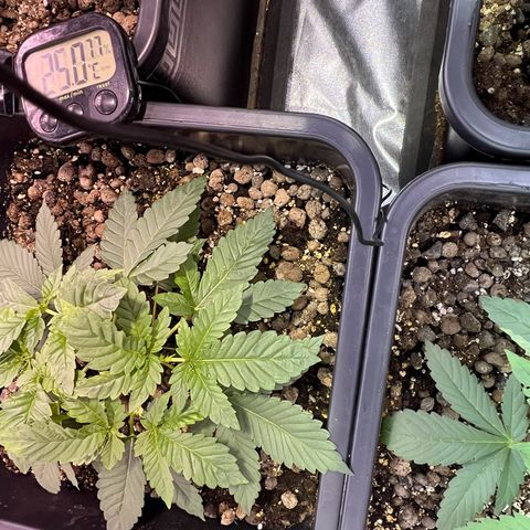 Biscotti growlog timeline photo
