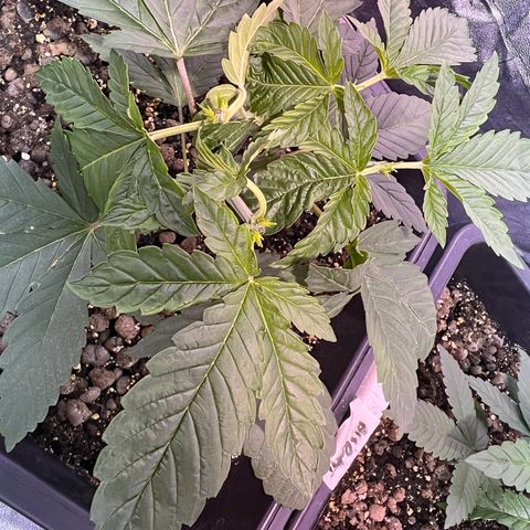 Biscotti growlog timeline photo