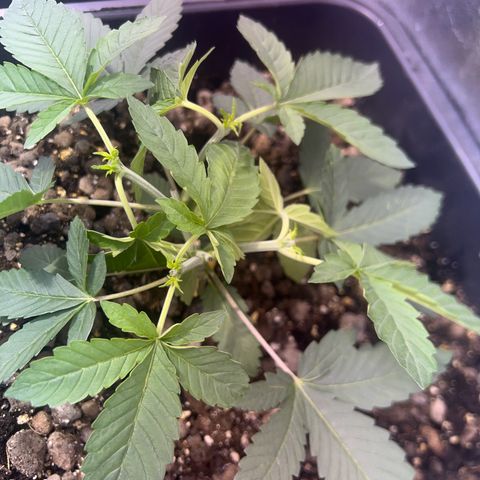 Biscotti growlog timeline photo