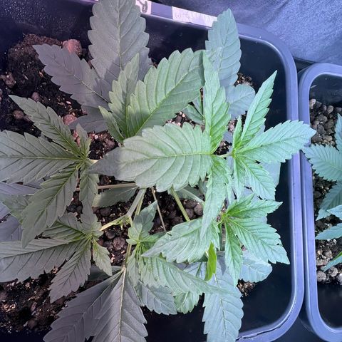 Biscotti growlog timeline photo