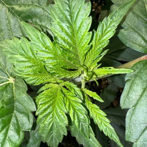 Biscotti growlog timeline photo