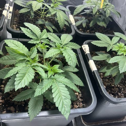 Biscotti growlog timeline photo