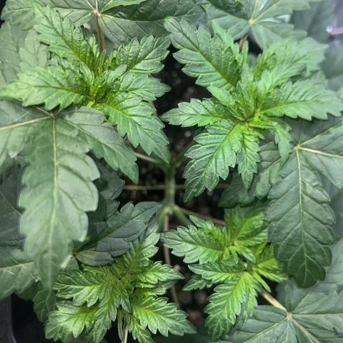 Biscotti growlog timeline photo
