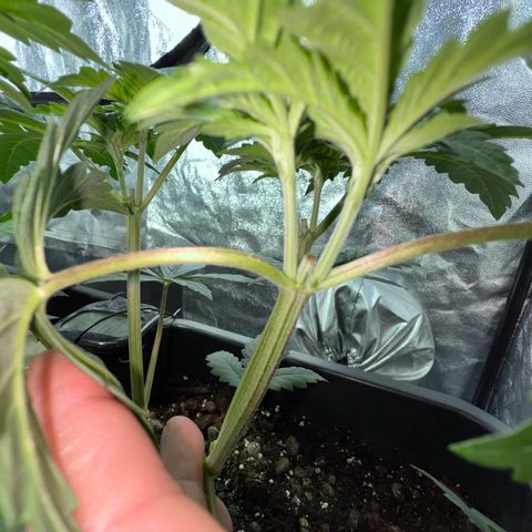 Biscotti growlog timeline photo