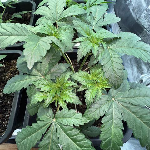 Biscotti growlog timeline photo
