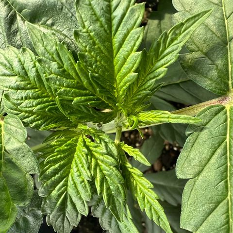 Biscotti growlog timeline photo