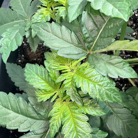 Biscotti growlog timeline photo