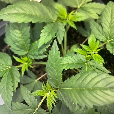 Biscotti growlog timeline photo