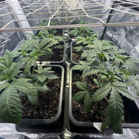 Biscotti growlog timeline photo