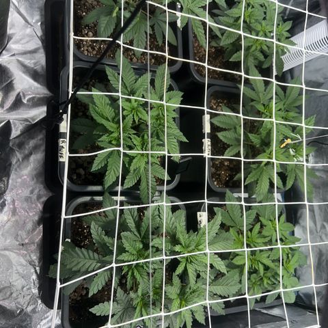 Biscotti growlog timeline photo