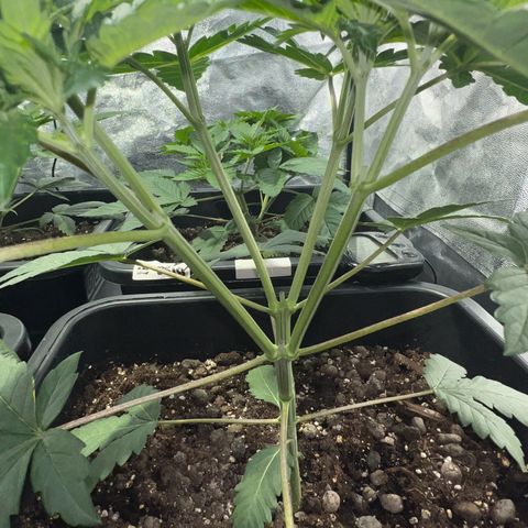 Biscotti growlog timeline photo