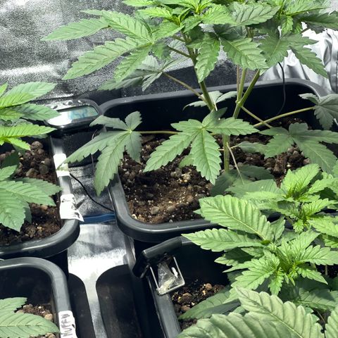 Biscotti growlog timeline photo