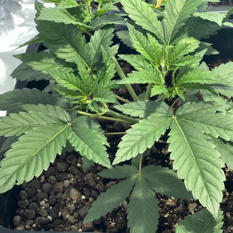 Biscotti growlog timeline photo
