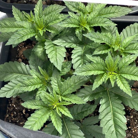Biscotti growlog timeline photo