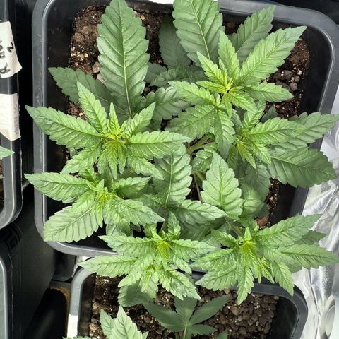 Biscotti growlog timeline photo