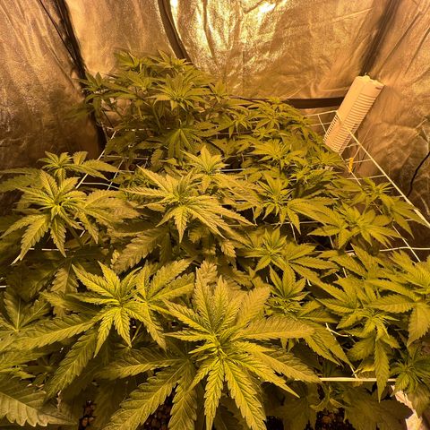 Biscotti growlog timeline photo