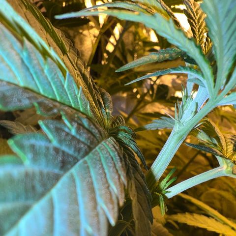 Biscotti growlog timeline photo