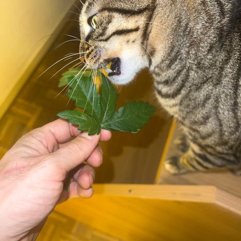 Biscotti growlog timeline photo