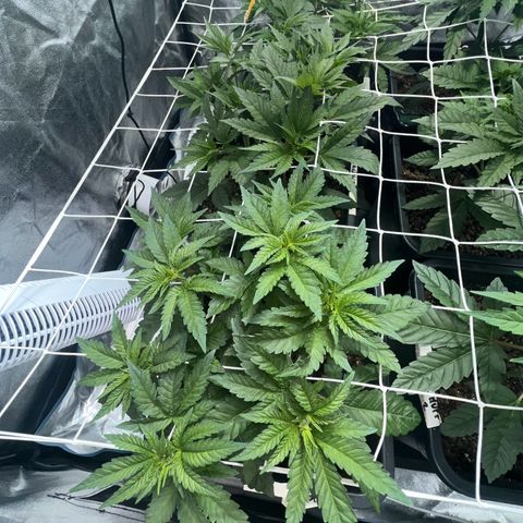 Biscotti growlog timeline photo