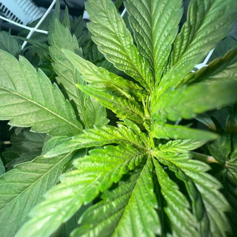 Biscotti growlog timeline photo