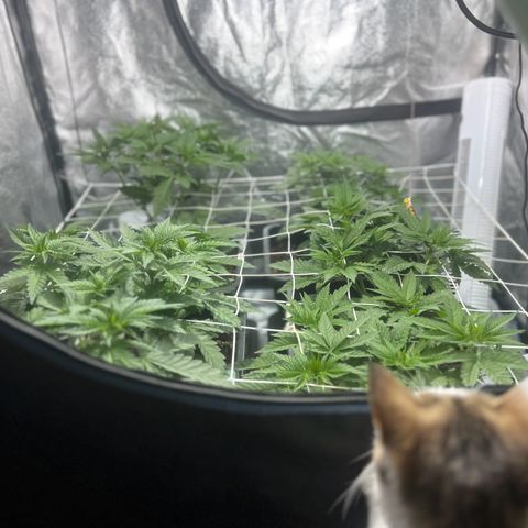 Biscotti growlog timeline photo