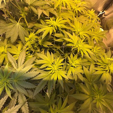 Biscotti growlog timeline photo