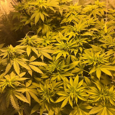 Biscotti growlog timeline photo