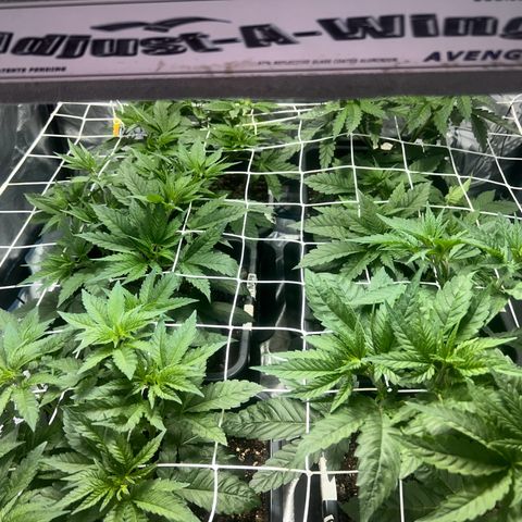 Biscotti growlog timeline photo