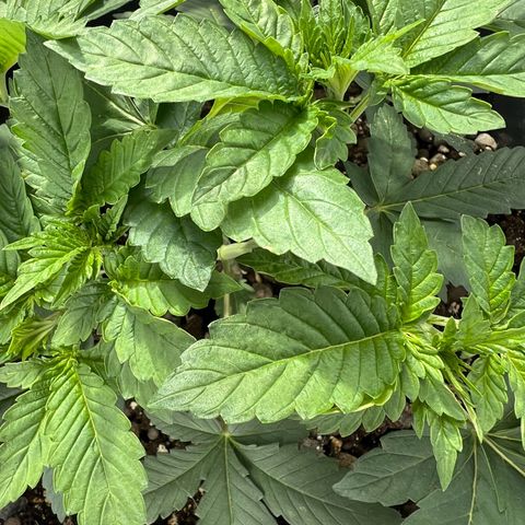 Biscotti growlog timeline photo