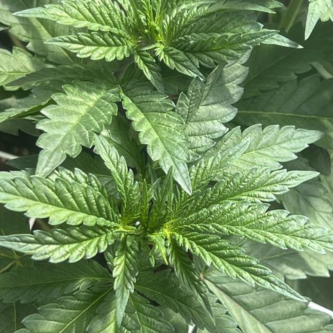 Biscotti growlog timeline photo